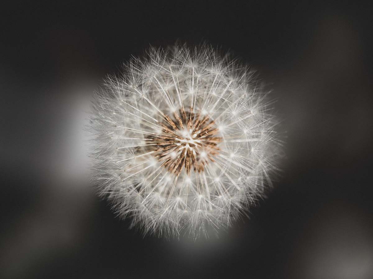 dandelion-image